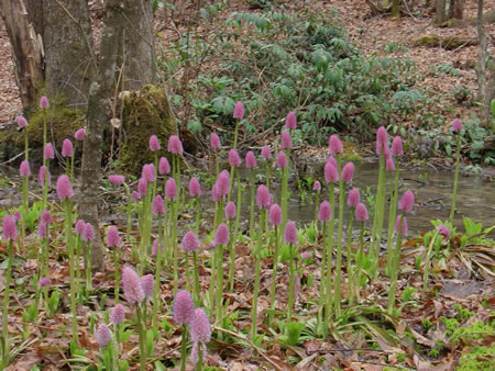 Swamp Pink, Helonias bullata