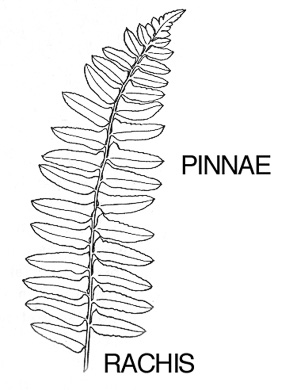 once-pinnate frond showing rachis and pinnae