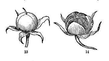 Fig. 13-14, fruit