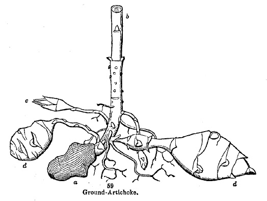 Ground artichoke