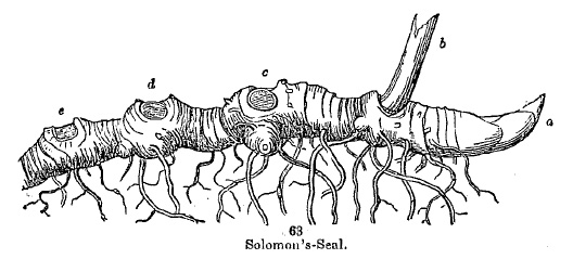 Solomon's-seal
