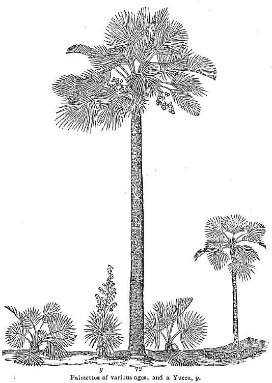 Palmettos of various ages and a Yucca