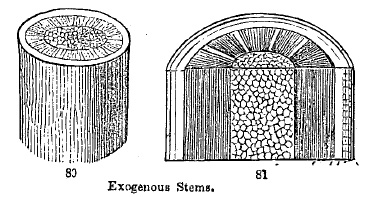 Exogenous Stems