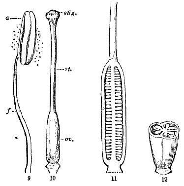 Fig. 9-10-11-12, pistil and stamen