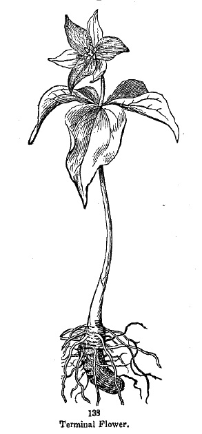 Trillium, terminal flower, sessile leaf