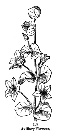 axillary flowers