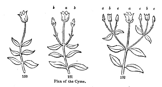 plan of the cyme