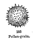 pollen-grain
