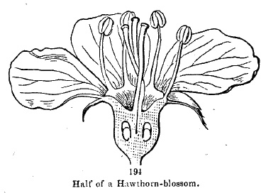 half of a hawthorn blossom