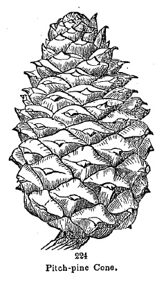 Pitch-pine Cone