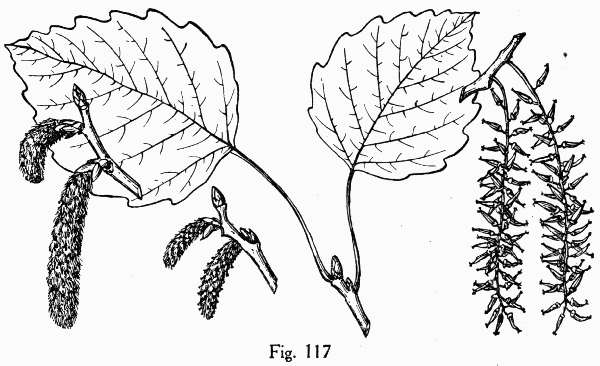 Fig. 117
