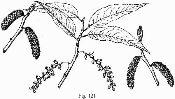 Fig. 121