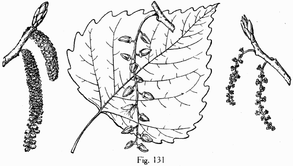 Fig. 131