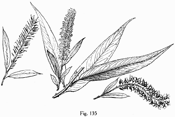 Fig. 135