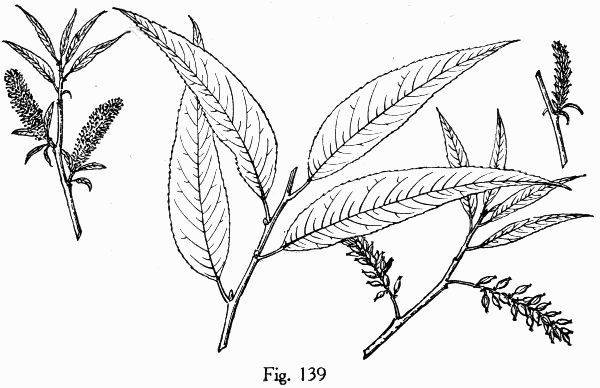 Fig. 139