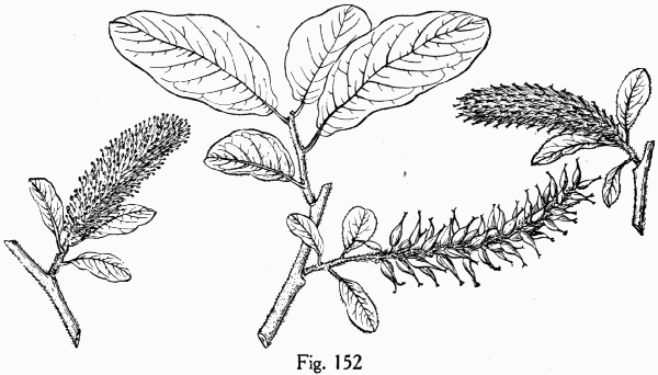Fig. 152