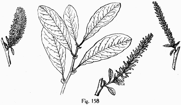 Fig. 158
