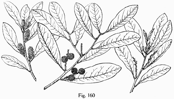 Fig. 160