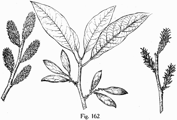 Fig. 162