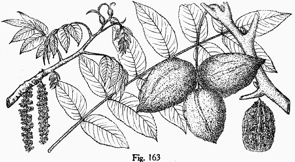Fig. 163