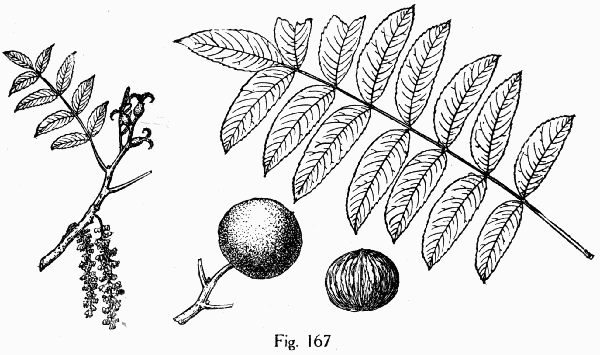 Fig. 167
