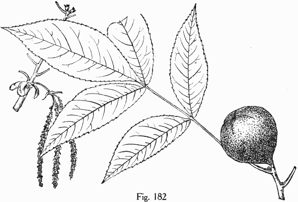Fig. 182