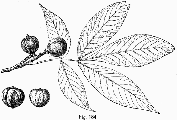 Fig. 184