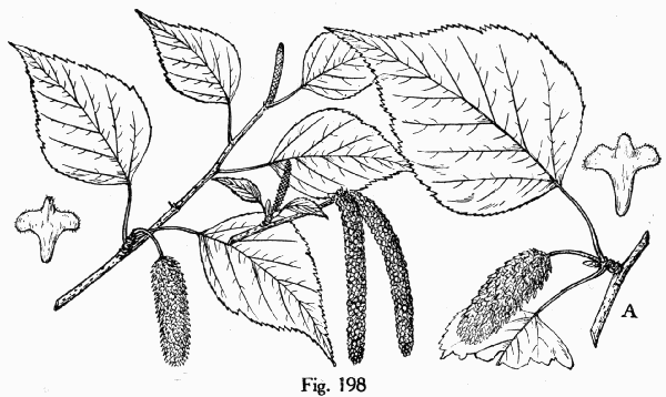 Fig. 198