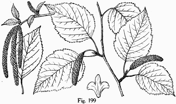 Fig. 199