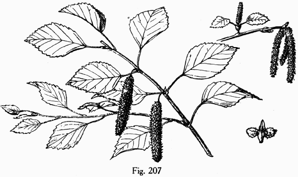 Fig. 207
