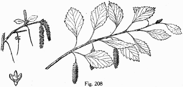 Fig. 208