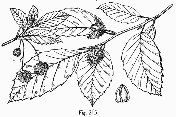 Fig. 215