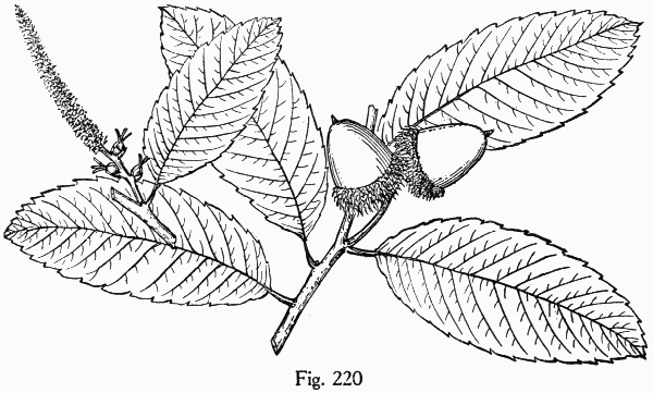 Fig. 220