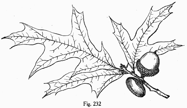 Fig. 232