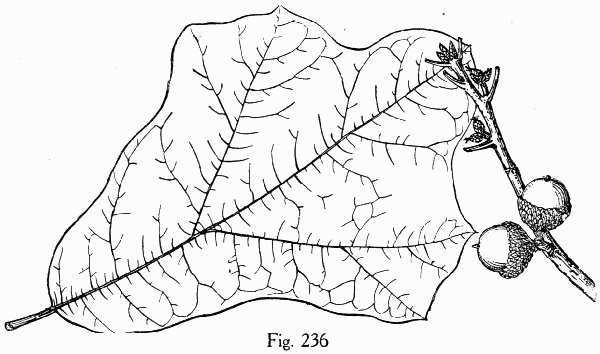 Fig. 236