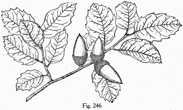 Fig. 246