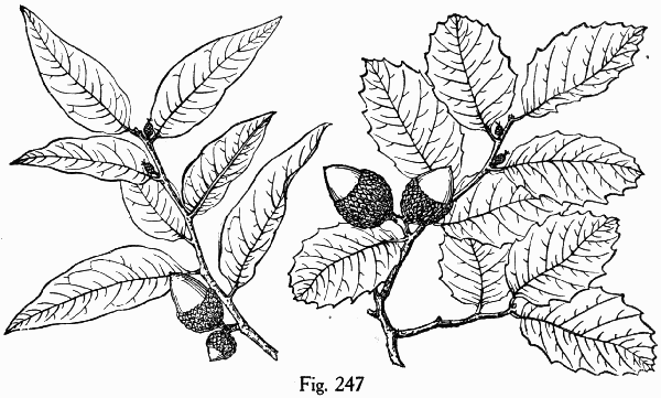 Fig. 247